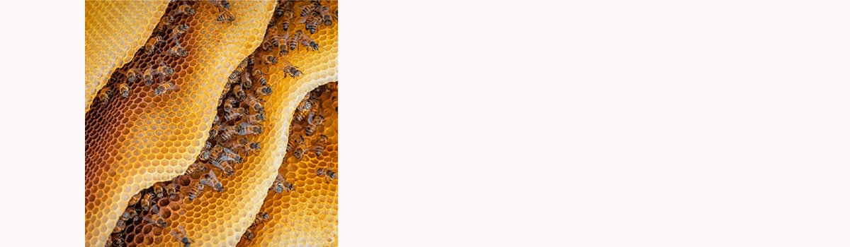 Imagerie Veganuary d’abeilles et de cire d’abeille.