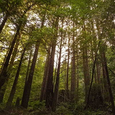 La forêt de séquoias dans le comté de Mendocino