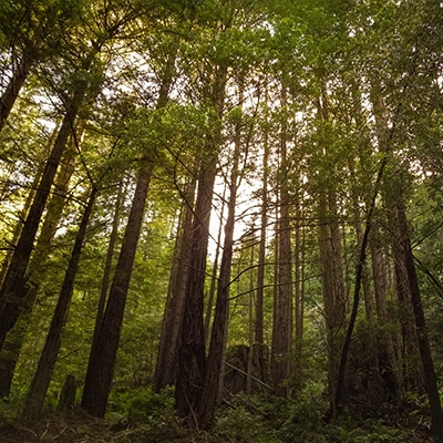 Redwood Forest in Mendocino County