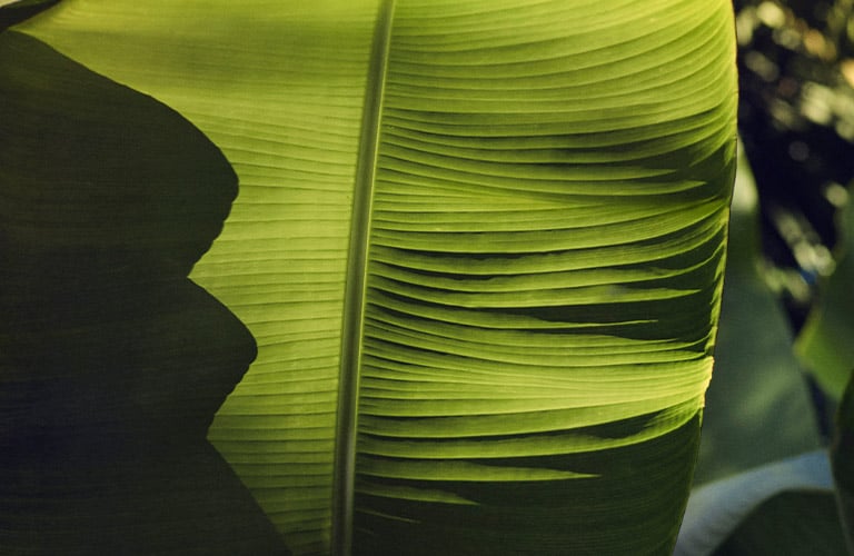 Aveda est 100 % vegan. Maintenant et pour toujours. 