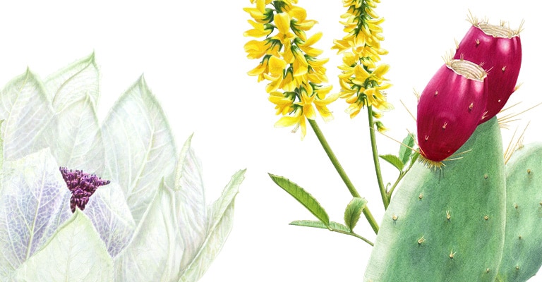 Botanical kinetics serums bevatten ethisch en duurzaam verkregen ingrediënten.