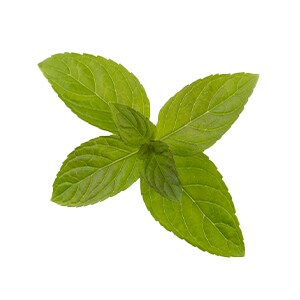 EXTRAIT DE MENTHA PIPERITA (MENTHE POIVRÉE)