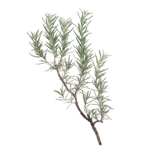 ROSMARINUS OFFICINALIS (ROZEMARIJN) BLADEXTRACT